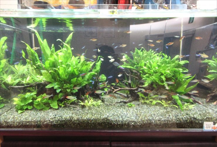 水草とネオンテトラの仲間が泳ぐ流木レイアウト水槽