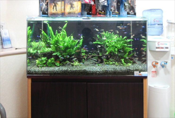 水草とネオンテトラの仲間が泳ぐ大型の熱帯魚水槽