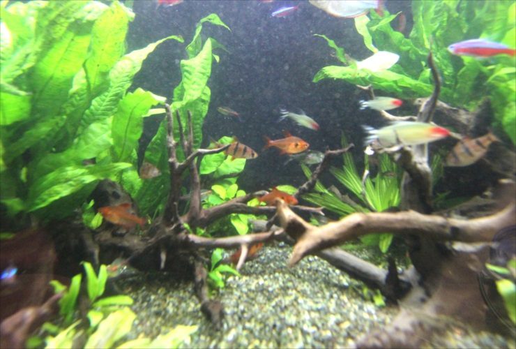 流木と水草が茂る水槽内を泳ぐネオンテトラの仲間たち
