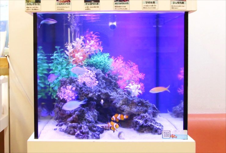 人気の海水魚が泳ぐ、小児科の45cmキューブ水槽（小型でも魚種の組み合わせを楽しめる45cmキューブ水槽）