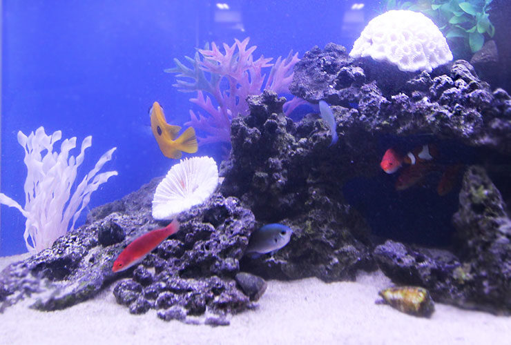 サンゴ岩の周りを泳ぐ色鮮やかな海水魚と青い背景の水槽