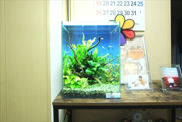 千葉県 個人宅のリビング 30cm淡水魚水槽 水槽レンタル事例のサムネイル画像