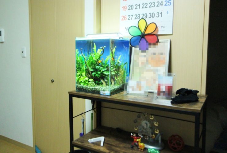 木目調の棚に設置された水草が茂る小型の熱帯魚水槽