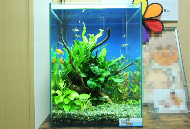流木と水草を配置した小型魚の泳ぐ縦長水槽