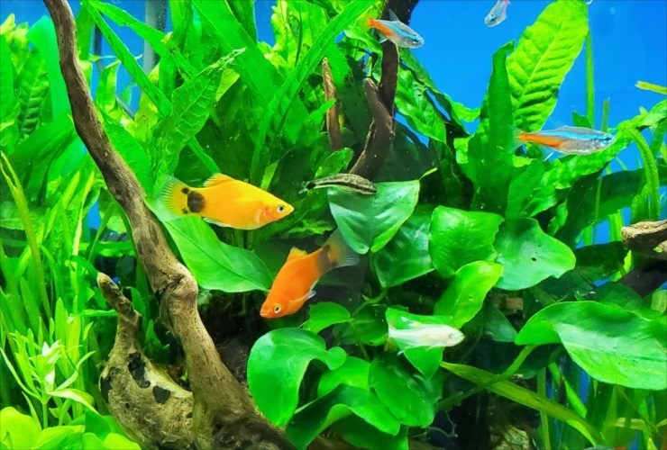 水草と流木の間を泳ぐオレンジ色の熱帯魚とネオンテトラの仲間