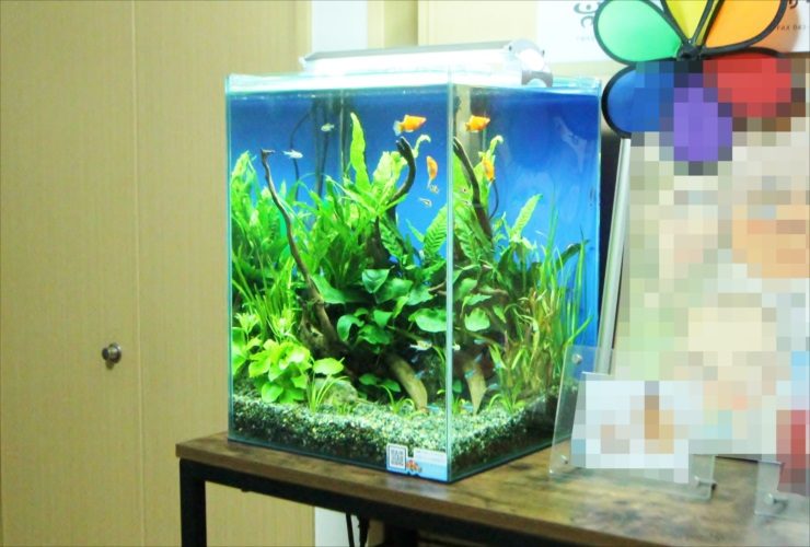 オレンジの熱帯魚と水草が茂る青い背景の小型水槽