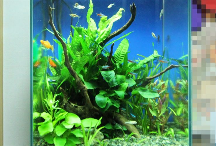 流木と水草が茂る水槽内を泳ぐ小型カラシンと熱帯魚群