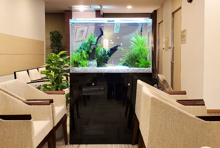 待合室に設置された流木と水草の淡水熱帯魚水槽