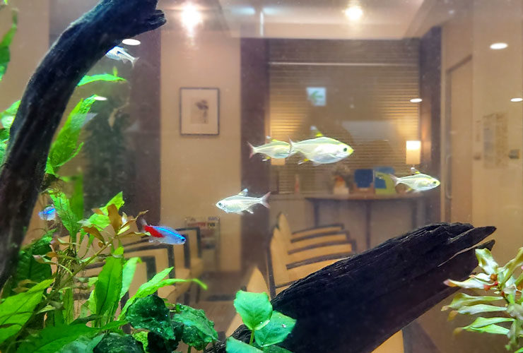 流木と水草の間に泳ぐネオンテトラの仲間と小型熱帯魚
