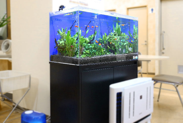 黒い水槽台に設置された水草と小型魚の熱帯魚水槽