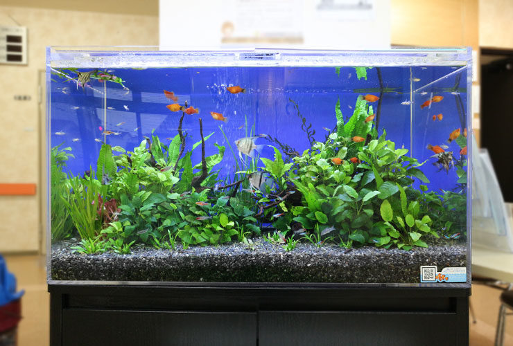 青い背景に水草と熱帯魚が泳ぐ大型水槽のアクアリウム