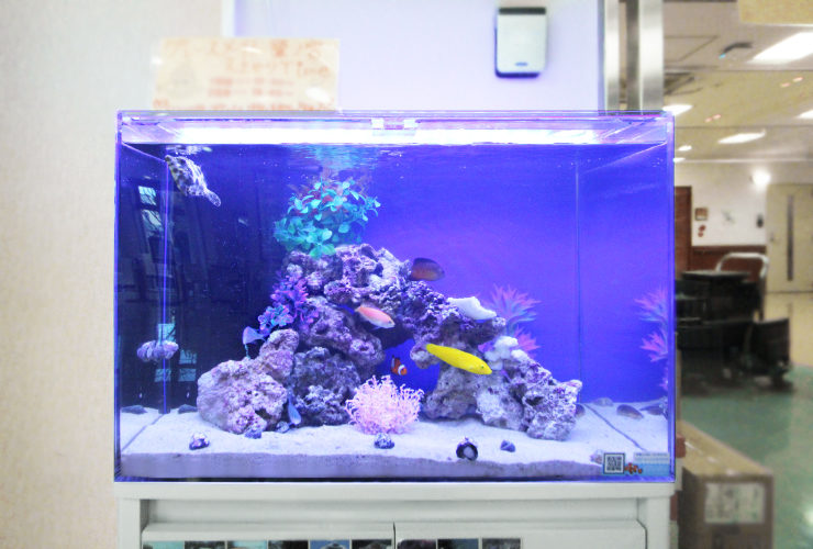 練馬区　介護付有料老人ホーム　60cm海水魚水槽　レンタル事例　その後