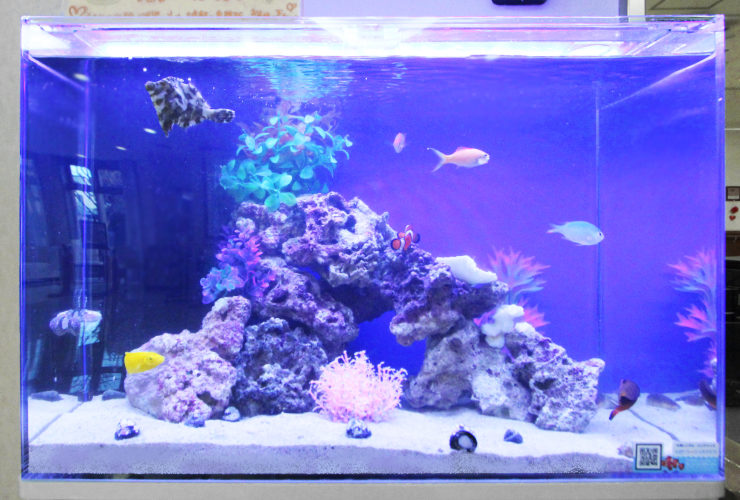 青い照明の海水魚水槽とライブロックのレイアウト