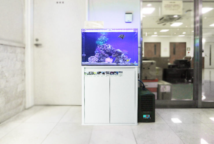 練馬区 介護付有料老人ホーム 60cm海水魚水槽 レンタル事例 その後 水槽画像2
