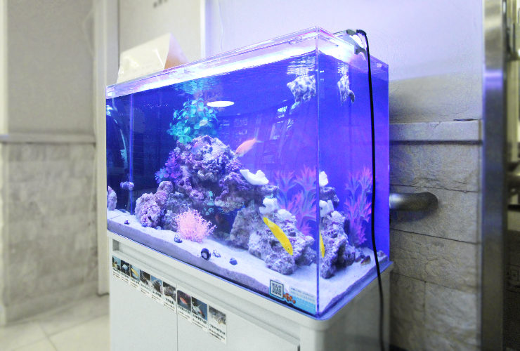 練馬区 介護付有料老人ホーム 60cm海水魚水槽 レンタル事例 その後 水槽画像3