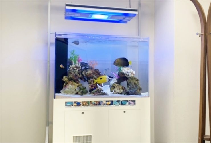 青い照明が灯る海水魚水槽と白い水槽台の設置風景