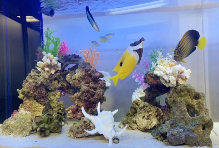 海水魚とライブロックを配置したサンゴ砂の海水水槽