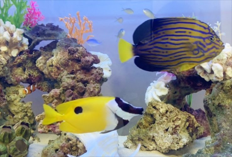 サンゴ岩の海水槽を泳ぐ黄色い海水魚と縞模様の魚