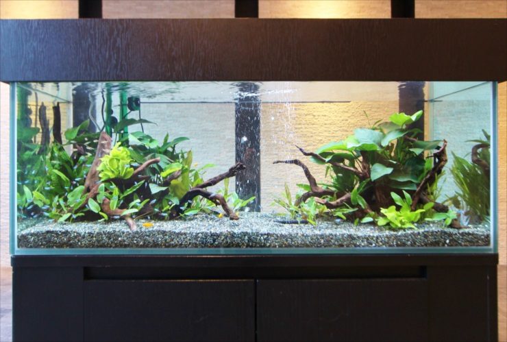 流木と水草を配置した大型の淡水魚水槽レイアウト