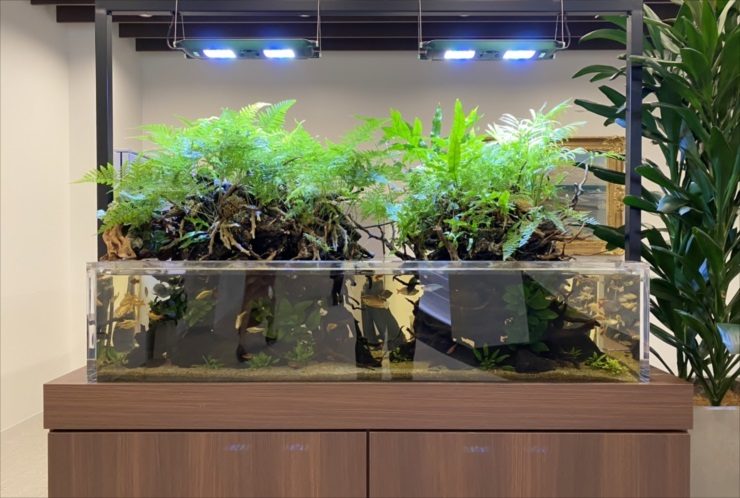 シダ植物が茂る流木レイアウトのアクアテラリウム水槽