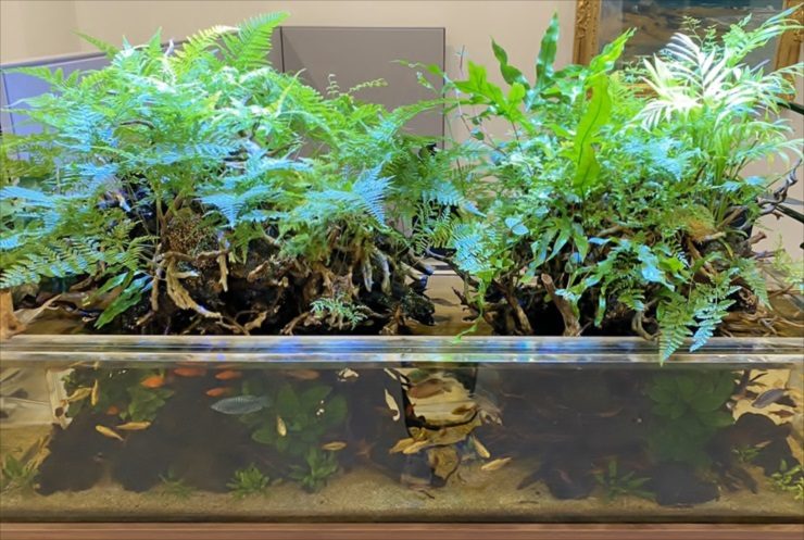 シダ植物が茂る流木と小型魚が泳ぐアクアテラリウム水槽