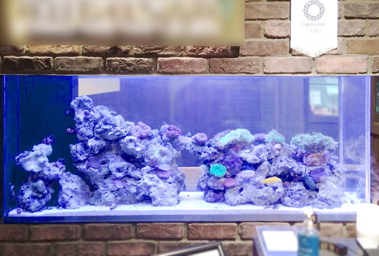 レンガ壁に設置されたサンゴとライブロックの海水魚水槽