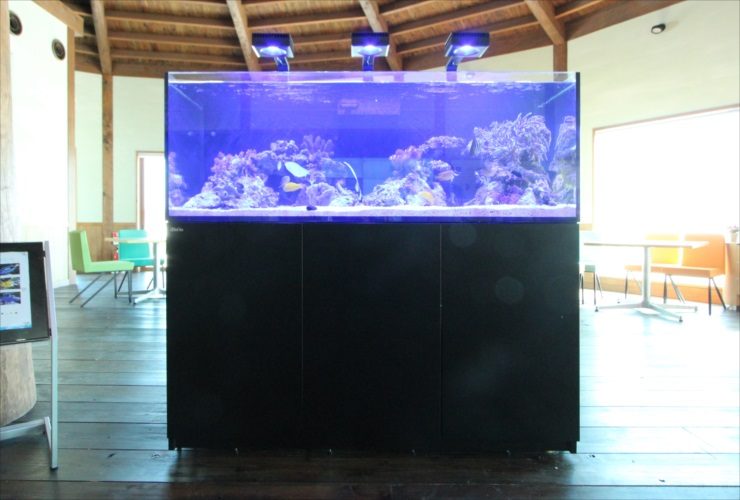 青い照明に照らされた大型の海水魚水槽と黒い水槽台