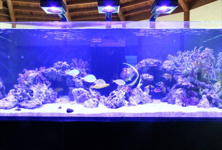 北海道苫小牧市　企業施設　150cm海水魚・サンゴ水槽入替事例