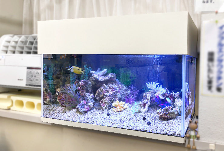 神奈川県大和市 内科クリニック 90cm海水魚水槽 水槽リニューアル事例のサムネイル画像