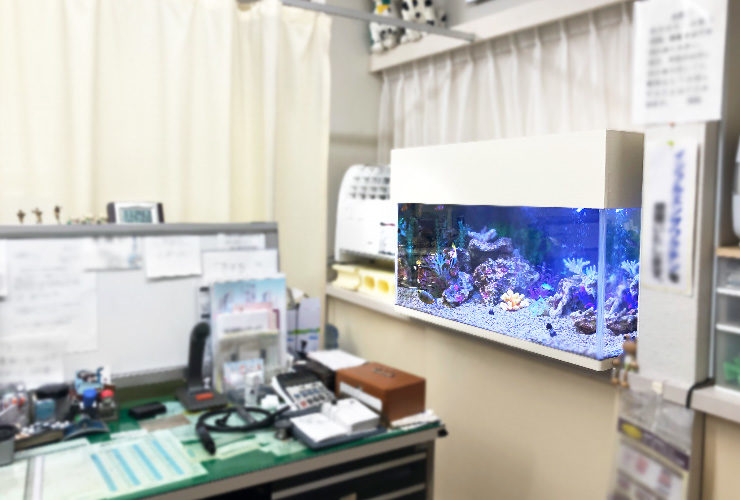 事務所の壁に設置された青い照明の海水魚水槽