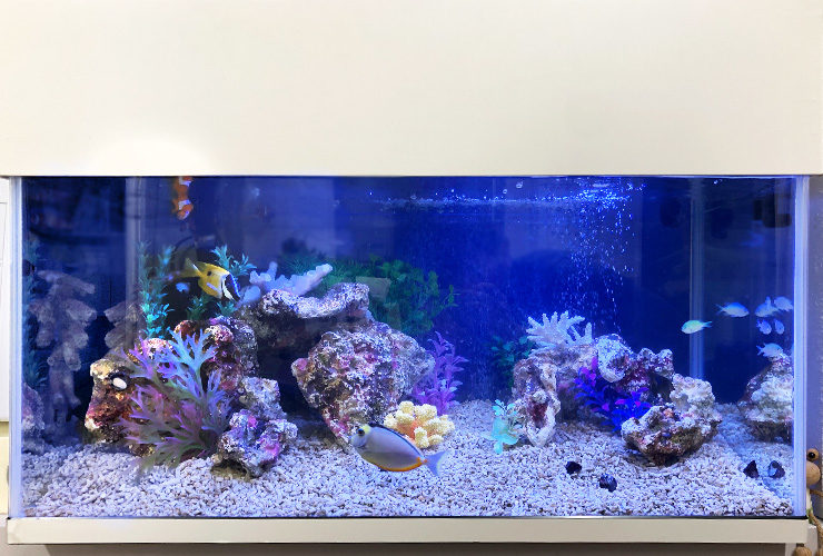 サンゴ岩と海水魚が泳ぐ青い照明の海水魚水槽