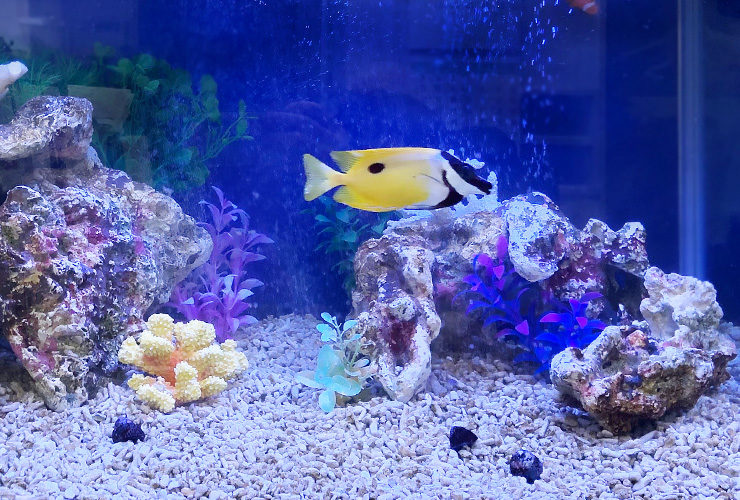サンゴ岩と黄色い海水魚が泳ぐ海水魚水槽のレイアウト