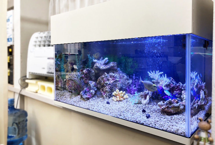 サンゴ岩と海水魚が泳ぐ青い照明のオーバーフロー水槽