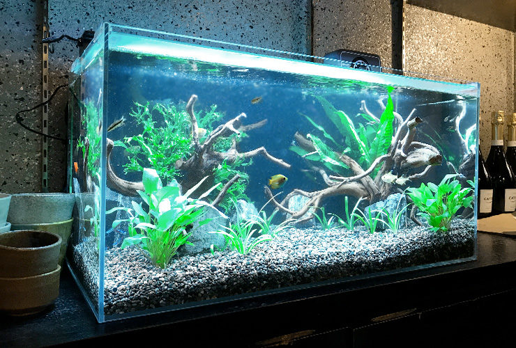 流木と水草を配置した熱帯魚の泳ぐフレームレス水槽