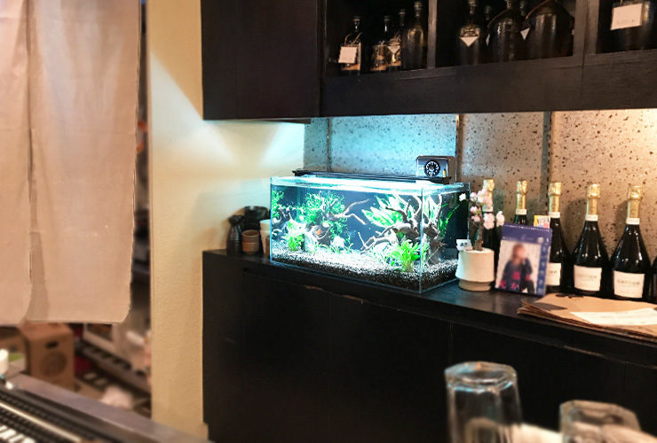 飲食店カウンターに設置された流木と水草の熱帯魚水槽