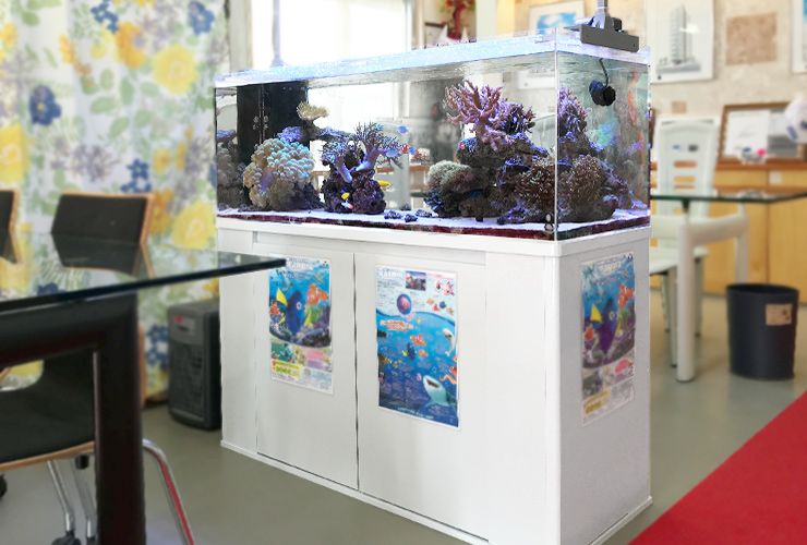 大阪市 不動産事務所 120cm海水魚サンゴ水槽 水槽レンタル事例