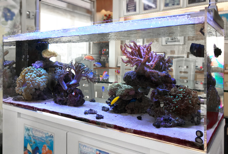 サンゴと海水魚が泳ぐ大型のオーバーフロー水槽