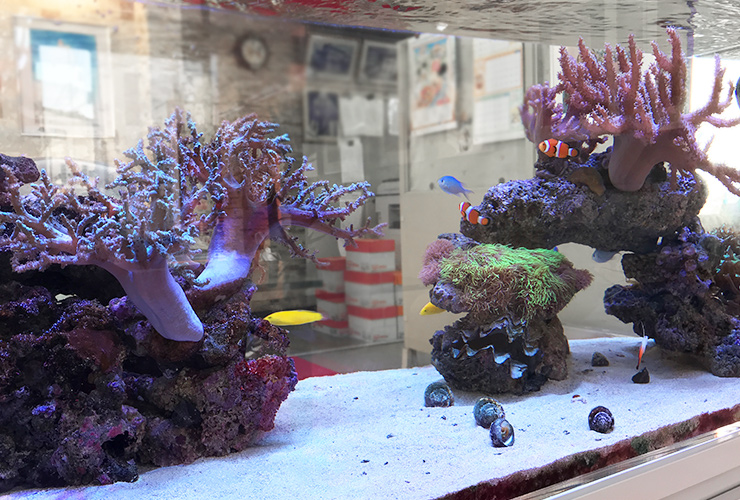 サンゴとカクレクマノミが泳ぐ海水魚水槽のレイアウト