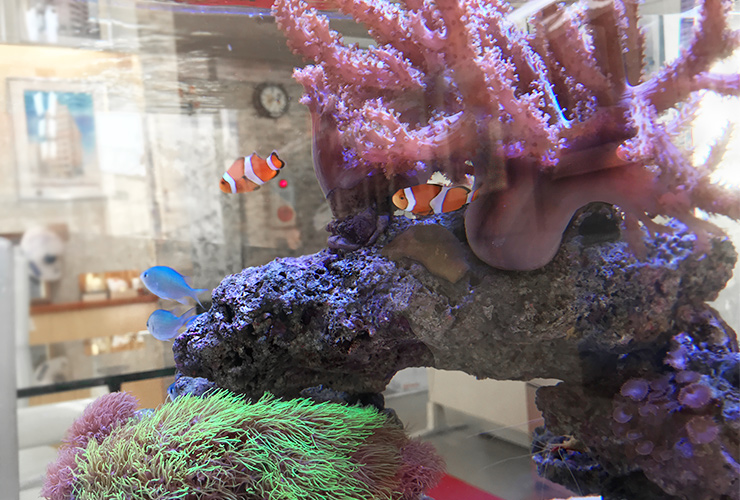 サンゴとカクレクマノミが泳ぐ海水魚水槽のレイアウト