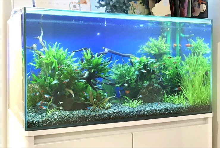 美容皮膚科・婦人科にふさわしい、90cmの水草水槽（しなやかな流木と水草でまとめた、上品な淡水魚水槽）