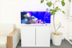 大阪市 オフィス事務所 90cm海水魚 水槽レンタル事例 水槽画像1