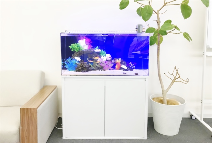 大阪市 オフィス事務所 90cm海水魚 水槽レンタル事例 メイン画像