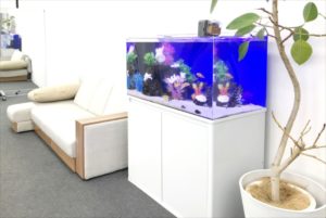 大阪市 オフィス事務所 90cm海水魚 水槽レンタル事例 水槽画像2