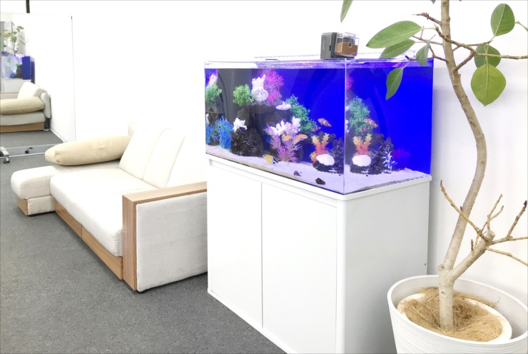 白いソファの横に設置された青い背景の海水魚水槽