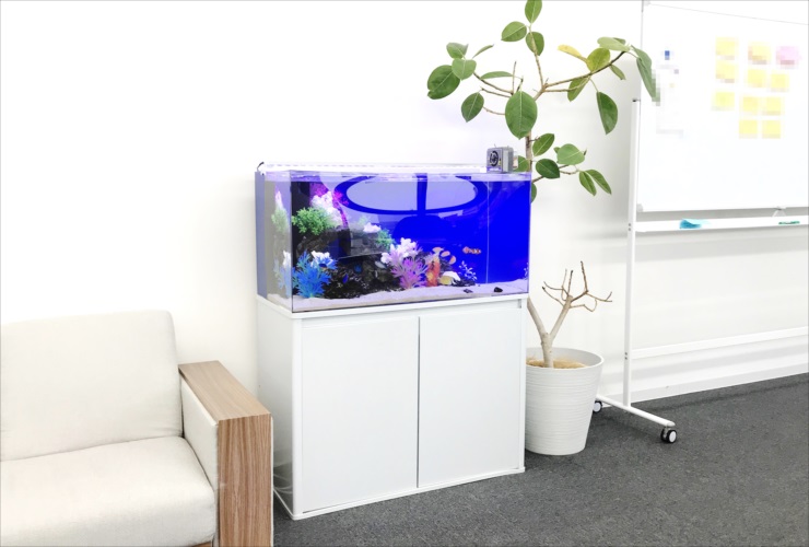 白い水槽台に設置された青い照明の海水魚水槽と観葉植物