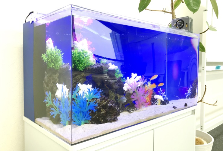 青い背景に人工水草と海水魚が泳ぐ水槽レイアウト