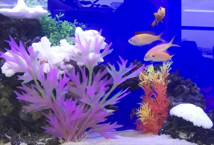 紫の人工水草と海水魚が泳ぐ青い背景の水槽内観