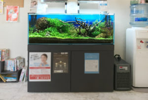 神戸市 歯科クリニック 120cm淡水魚水槽 メンテナンス事例 水槽画像2