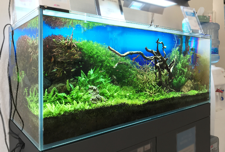 流木と水草を配置した青い背景の大型水槽レイアウト