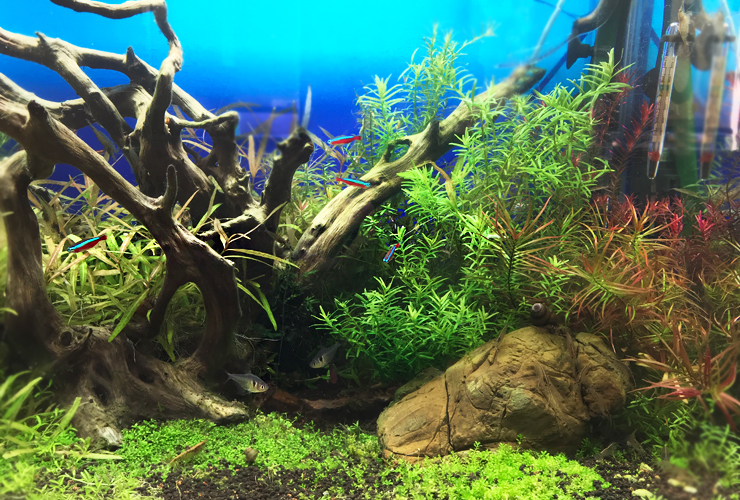 120cm淡水魚水槽 メンテナンス画像4